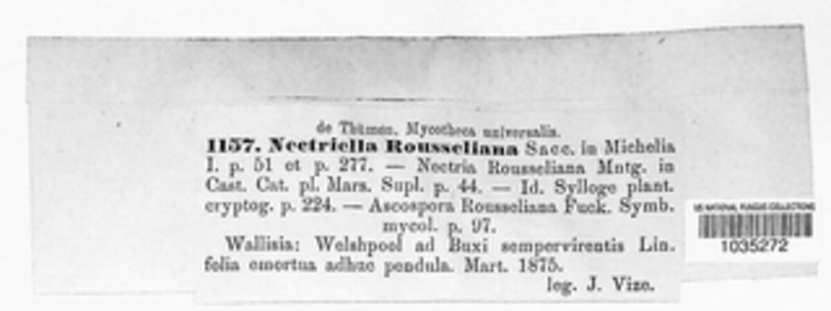 Pseudonectria buxi image